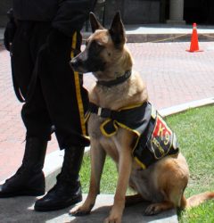 K9 Patrol Unit